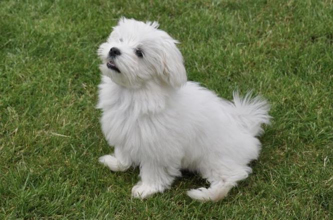 Maltezer