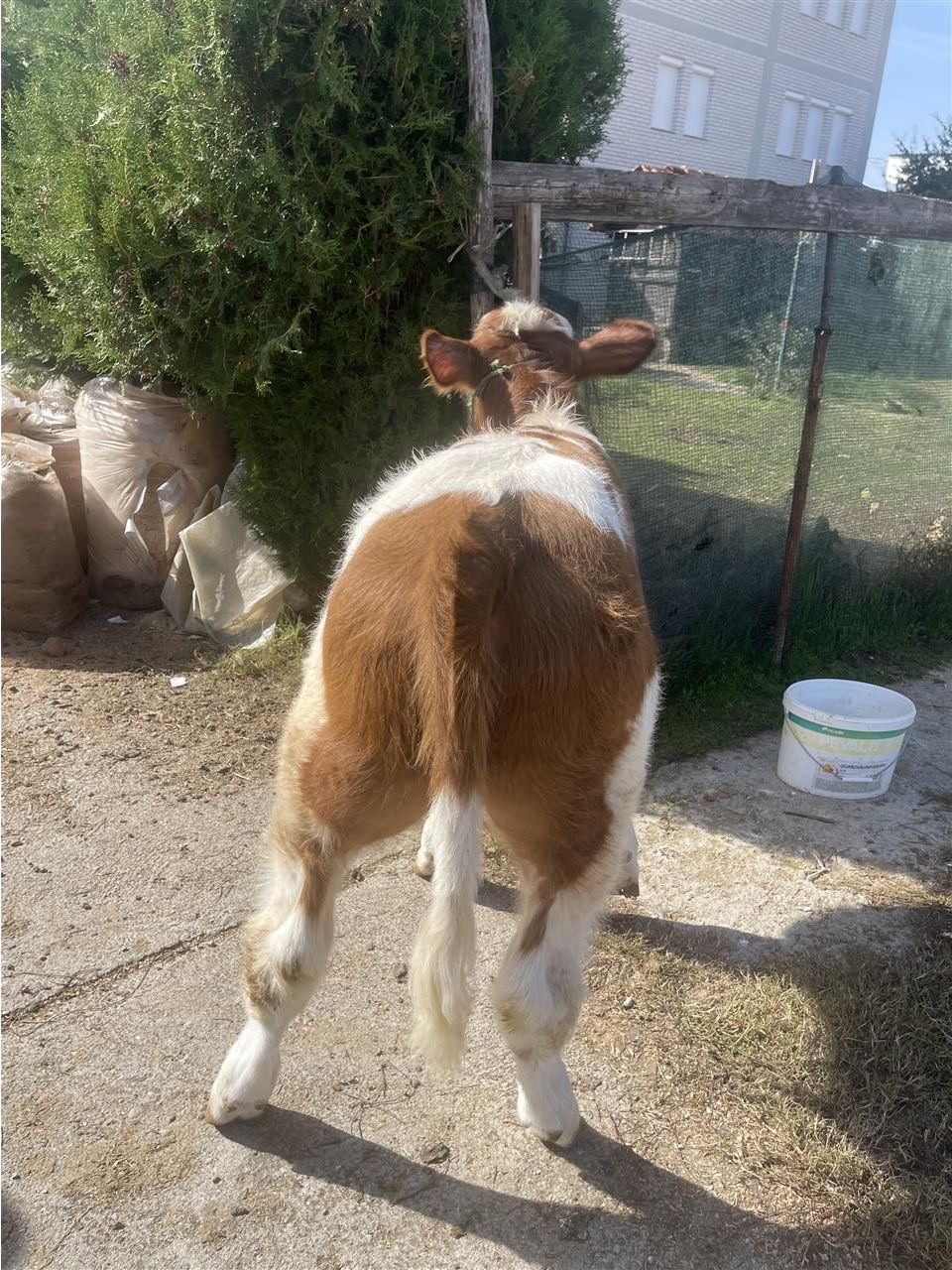 mashkulll