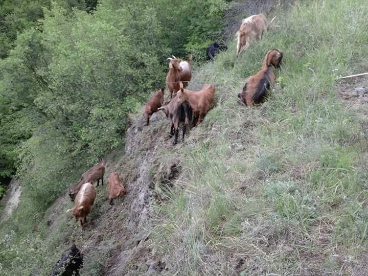 shiten-dhit-dhe-kelyjshit-e-sharrit-
