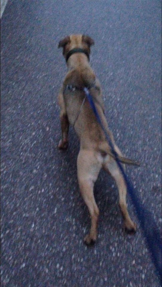 Pitbull