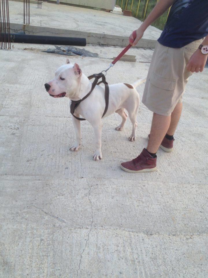 shes-pitbull-