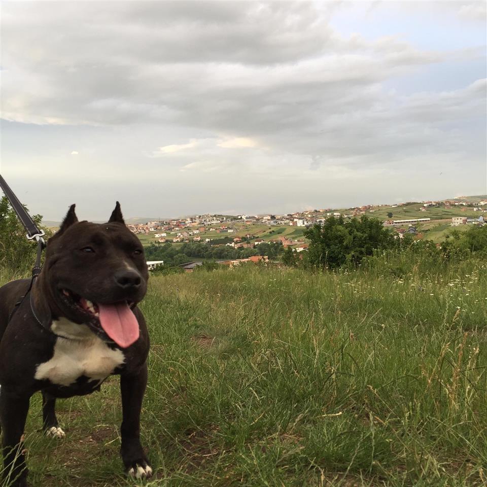 Pitbull-