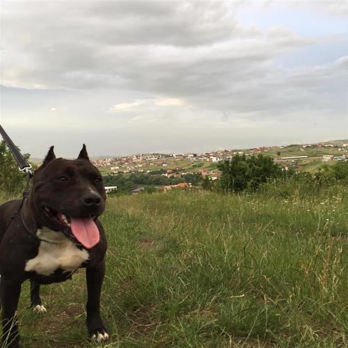 Pitbull 