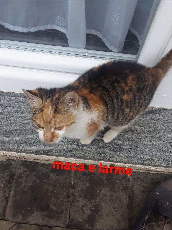Maca