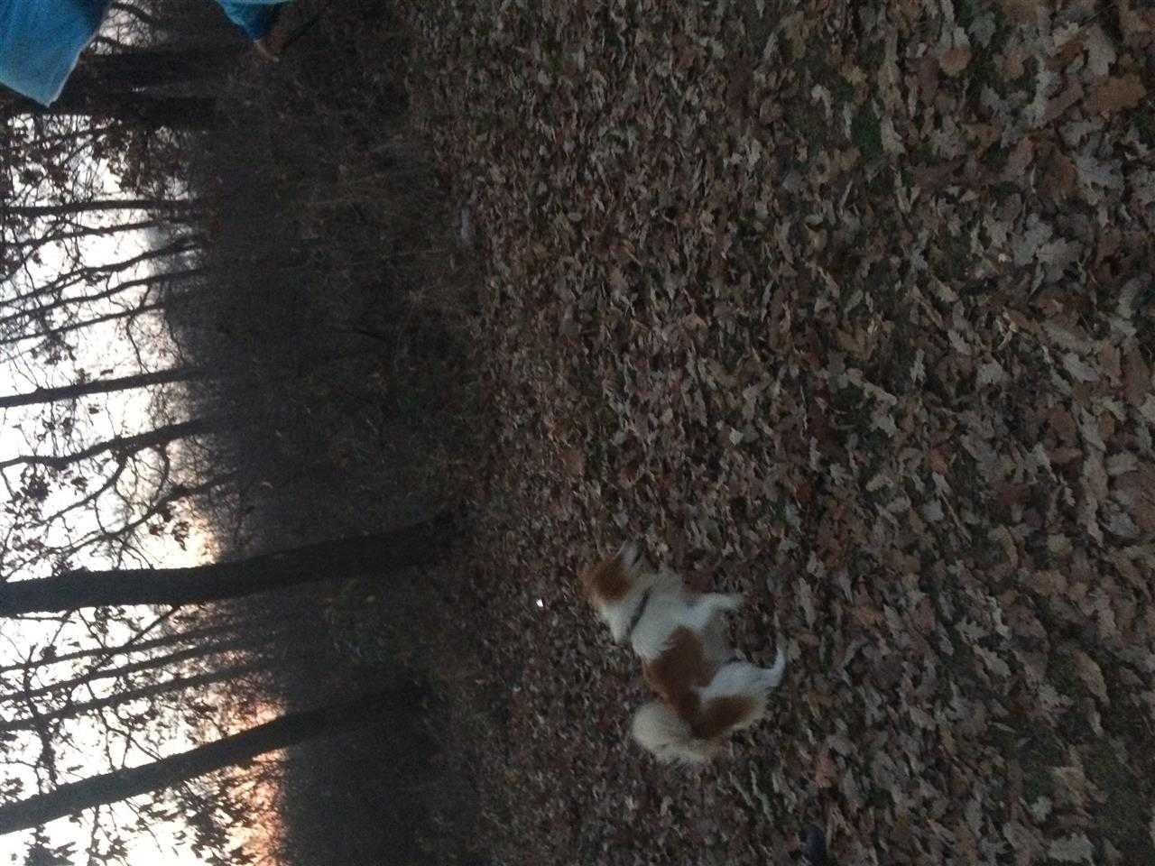 Bubi-