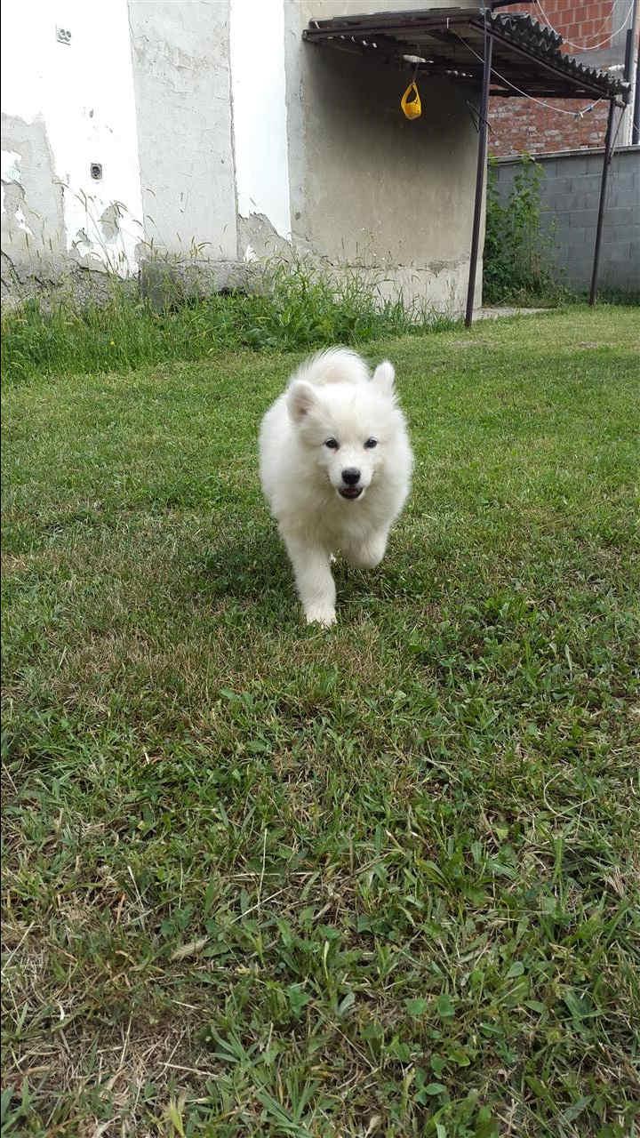 QEN-SAMOYED