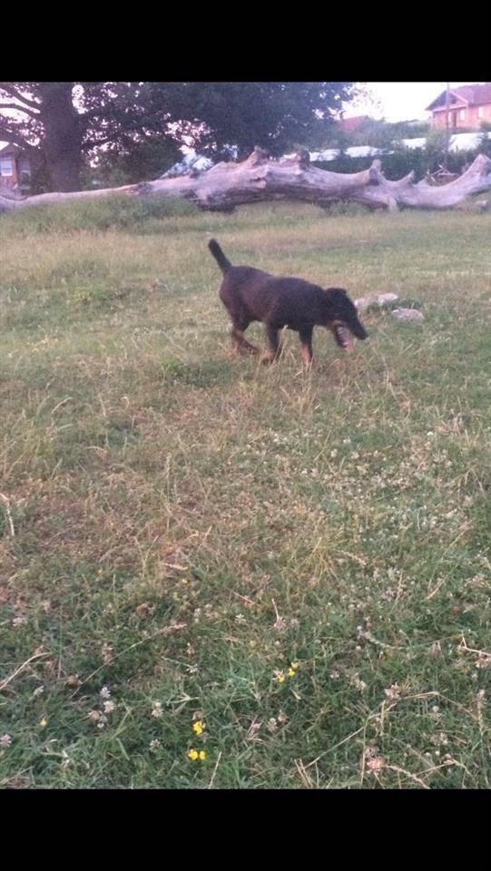 Terrier