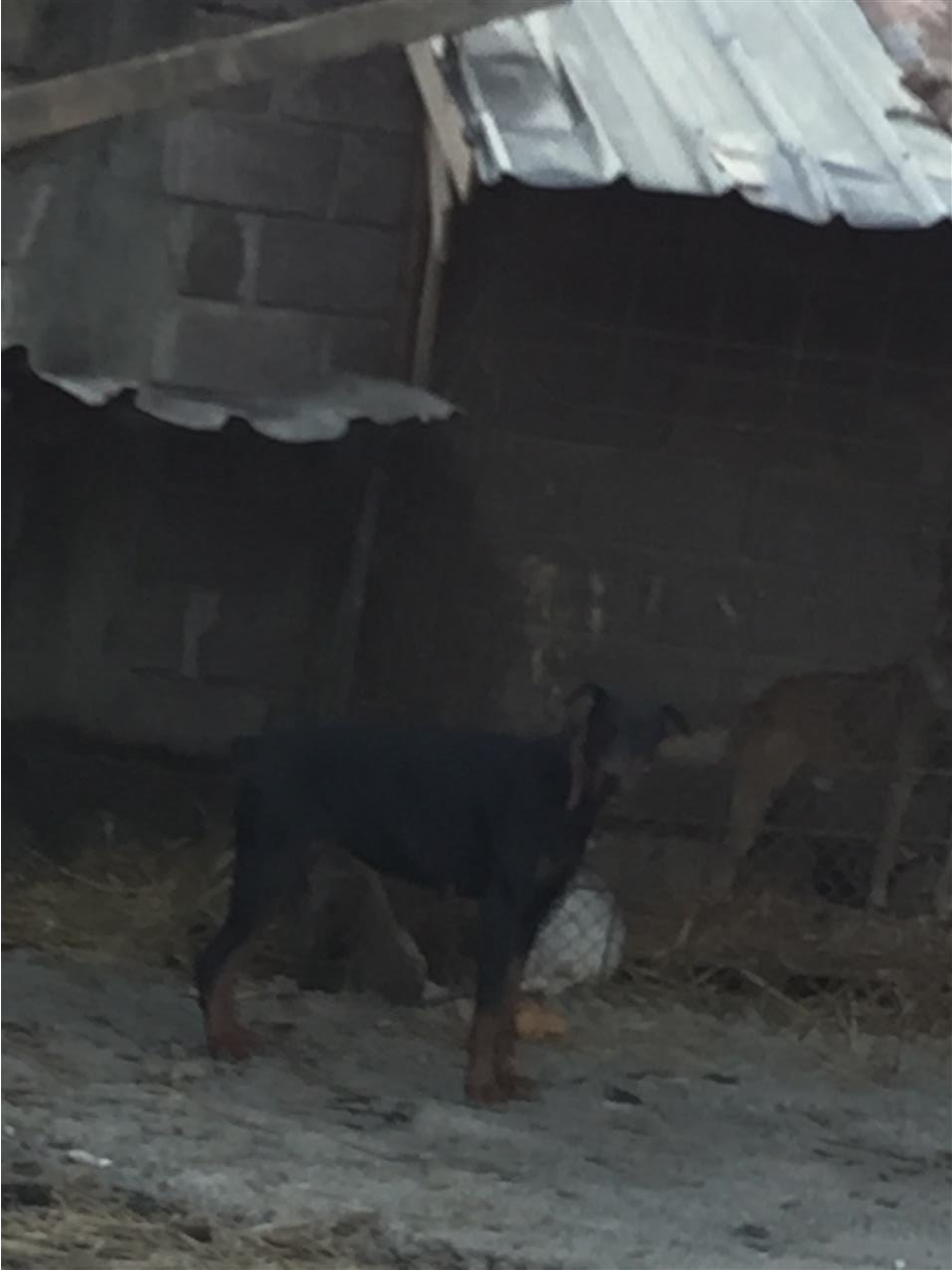 doberman