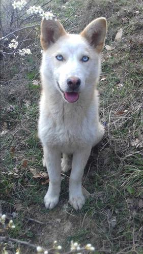 Husky
