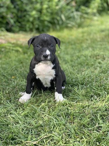Pitbull