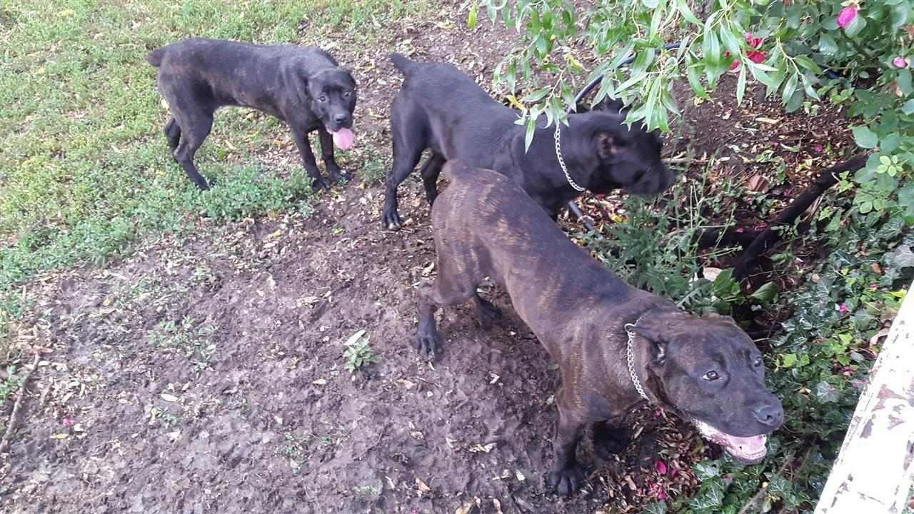 Cane-Corso-