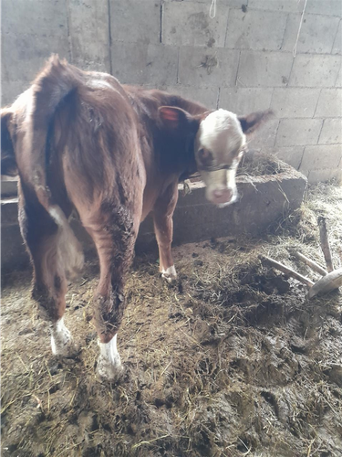 Lopa