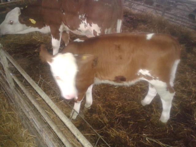 Mshtjerra-barse-Holstein