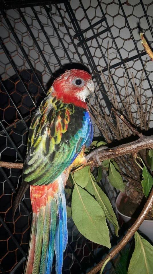 Papagalla