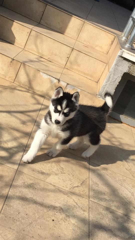 Husky