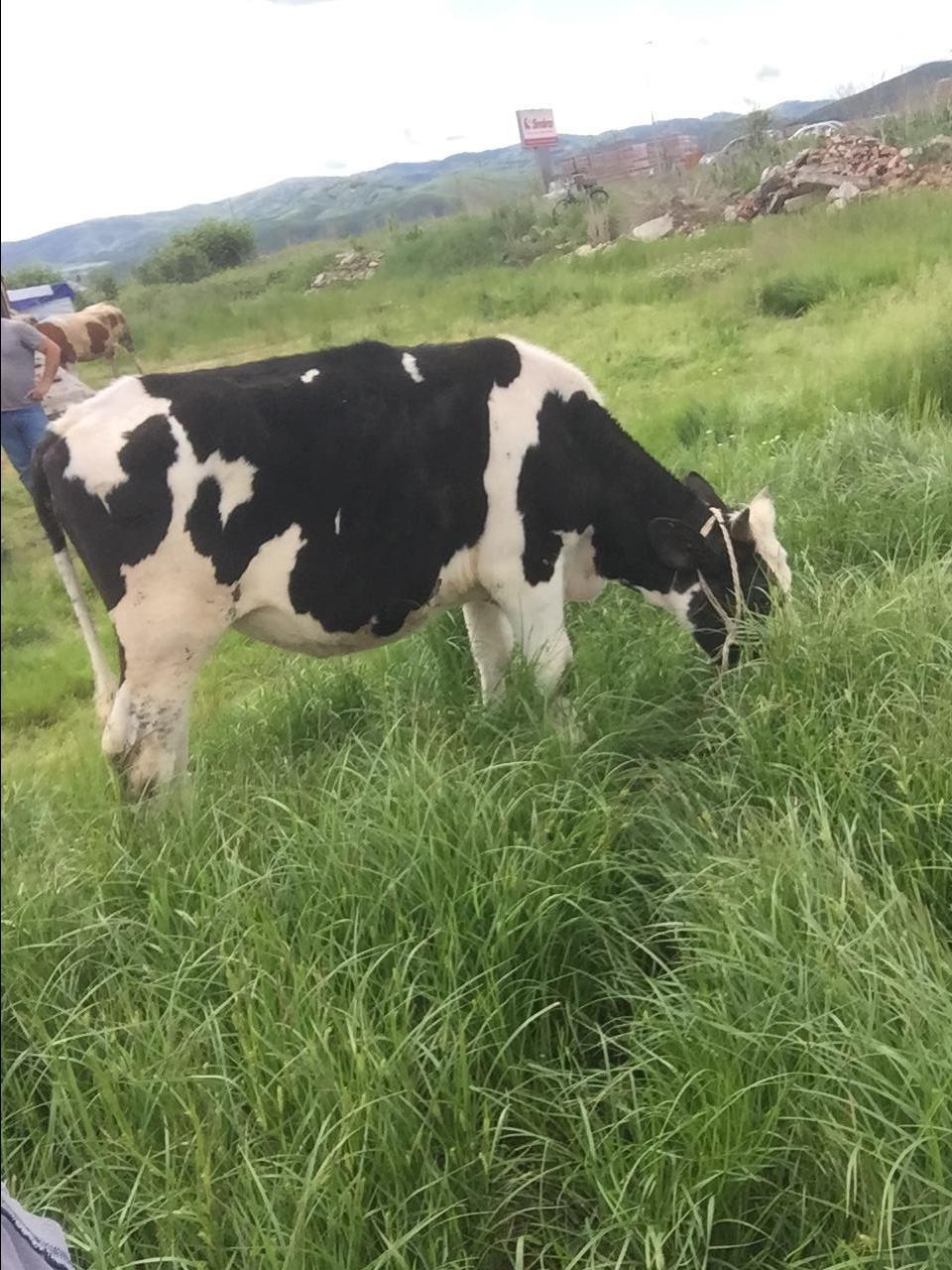 Shitet-mshtjerra
