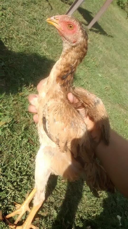 Luftaraka