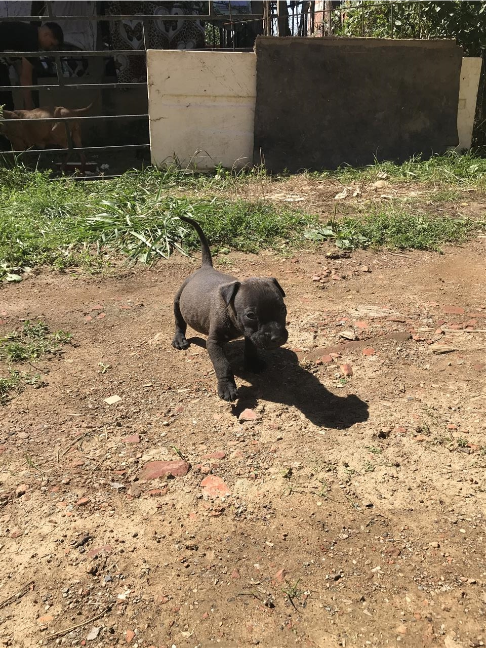 Pitbull