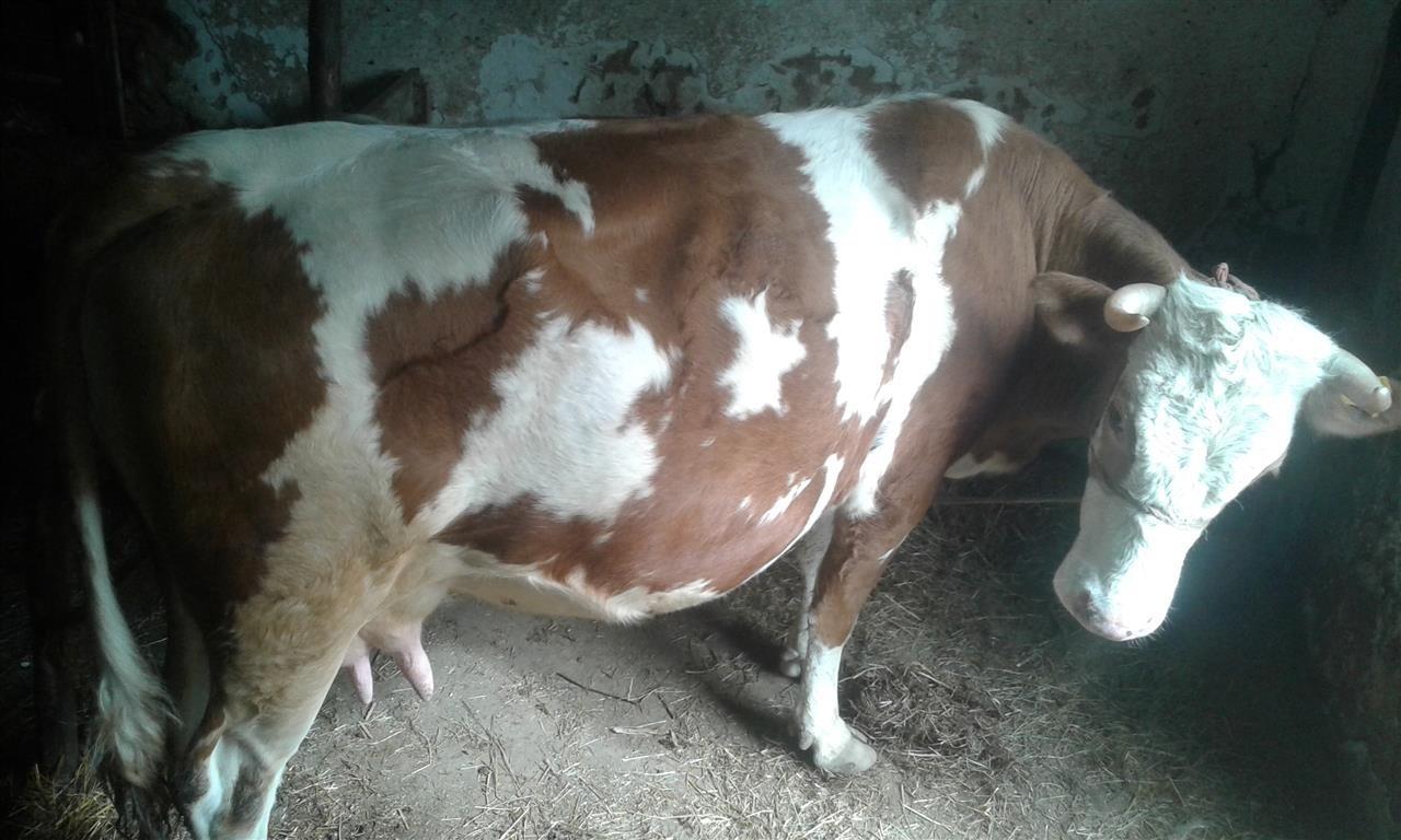 Lope