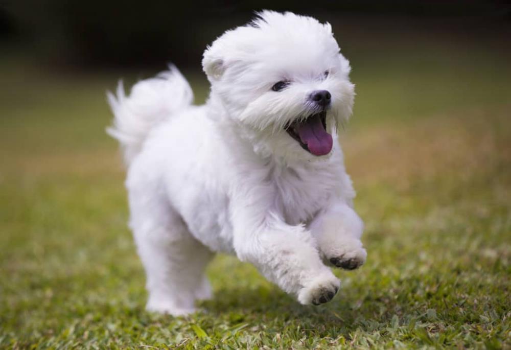 Pekingese
