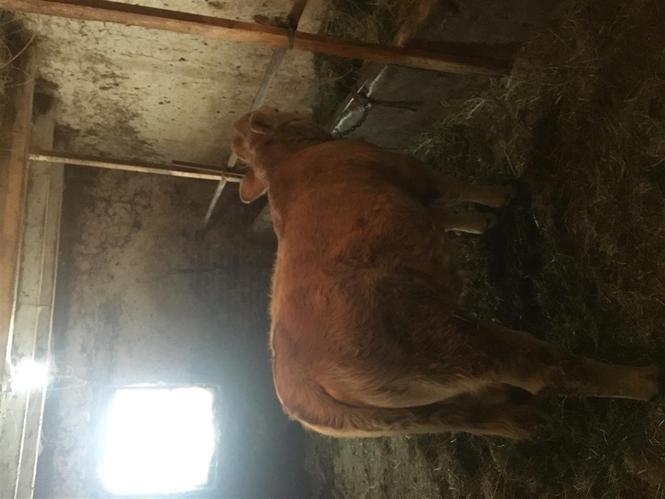 Kafshë