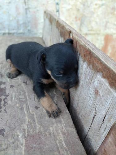Klysha TERRIER