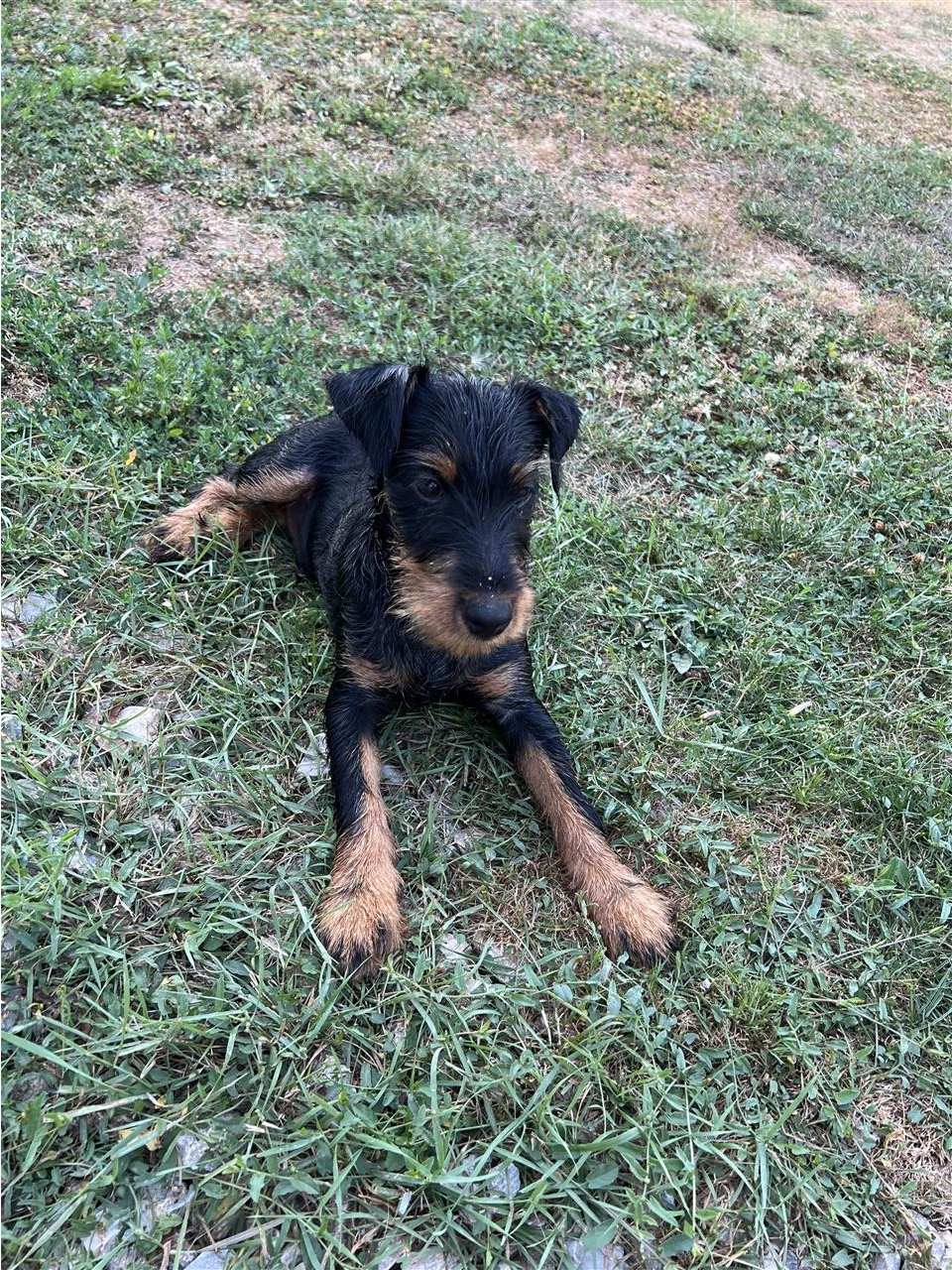 Terrier