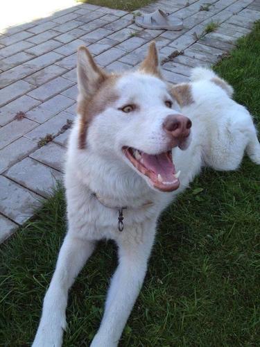 Husky