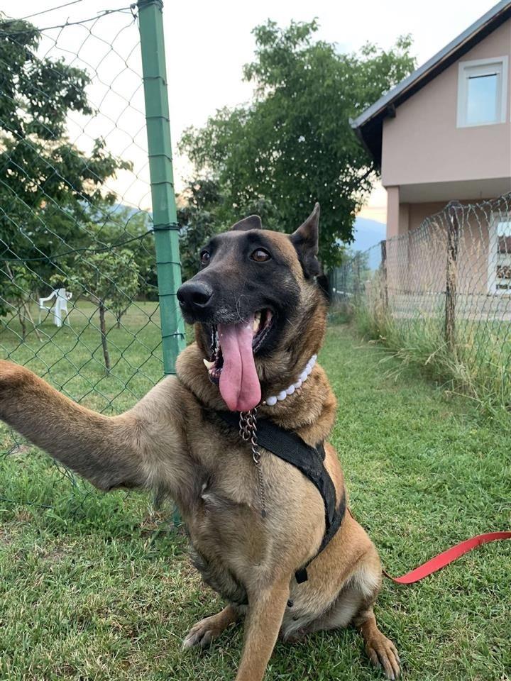 Qen hotsell belg malinois