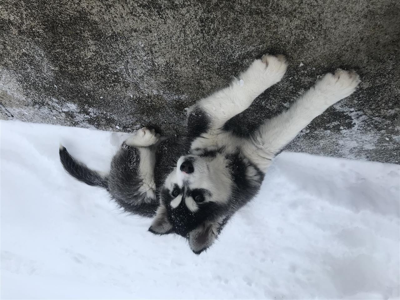 Husky