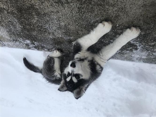 Husky