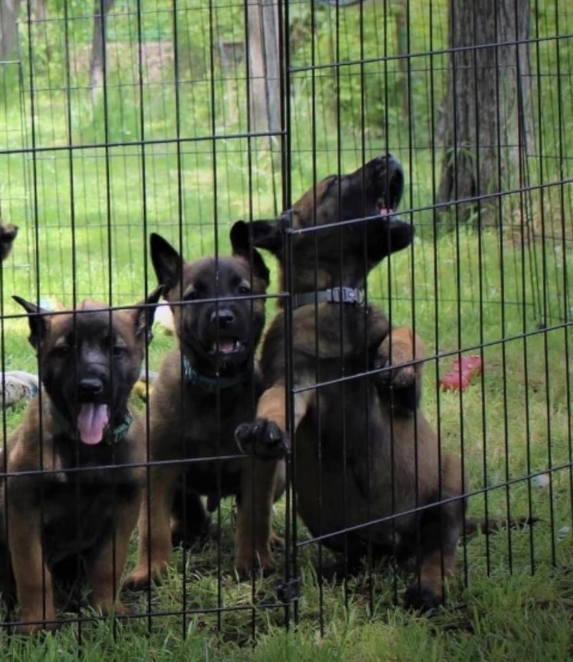 Belg-Malinois