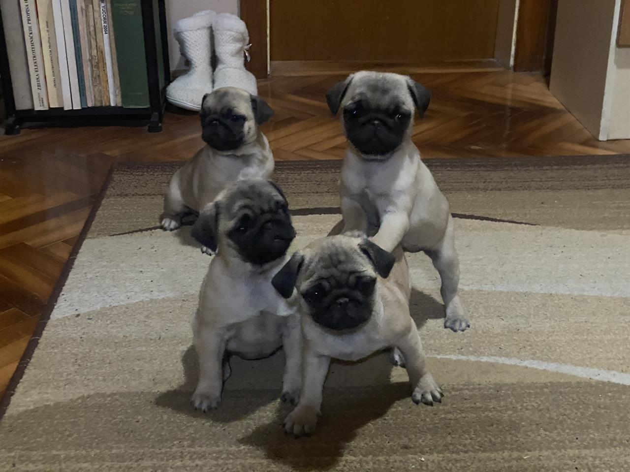 Pug-Mops-