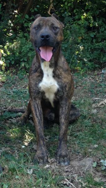 Pitbull