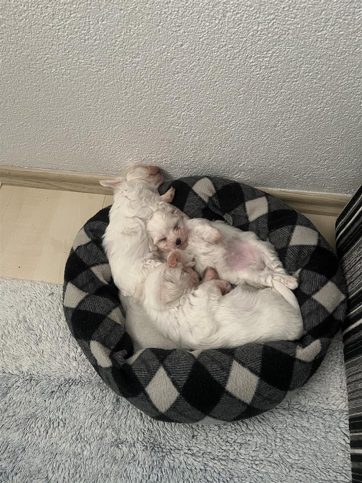 Mini-maltezer