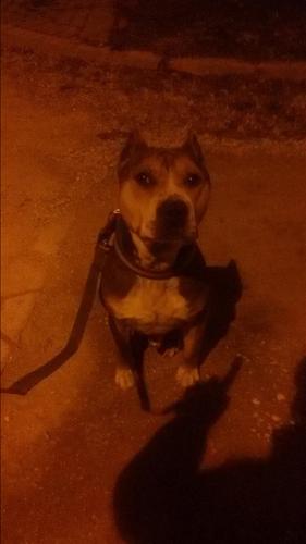shitet qeni rac pitbull