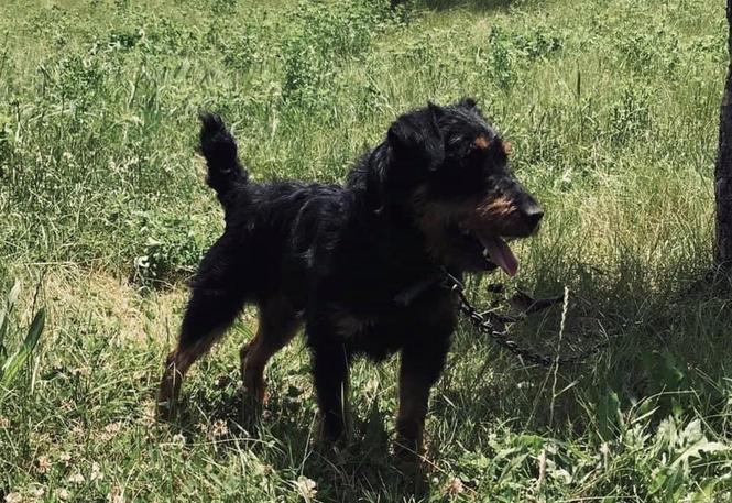 Terrier