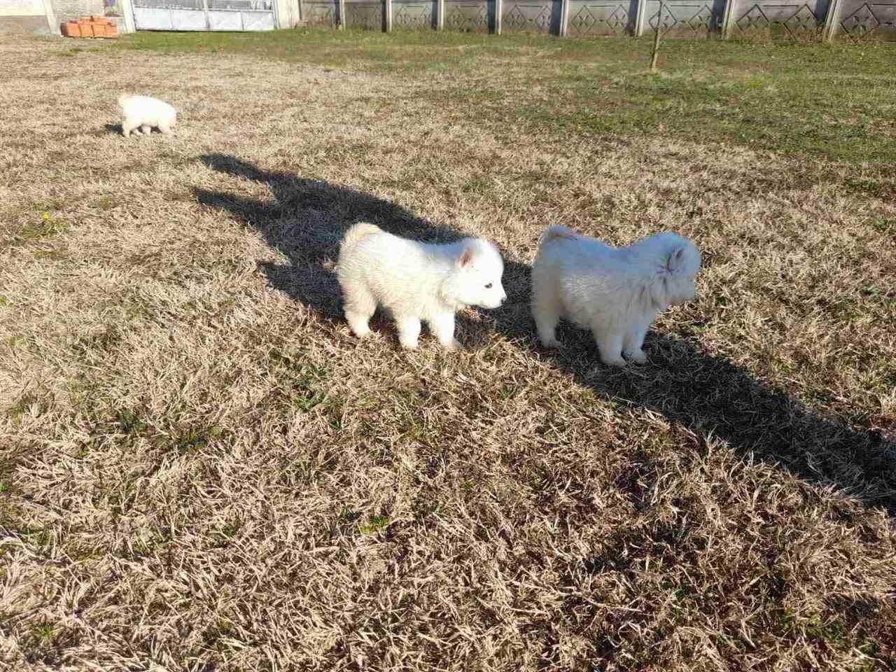 Samoyeda