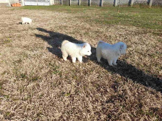 Samoyeda