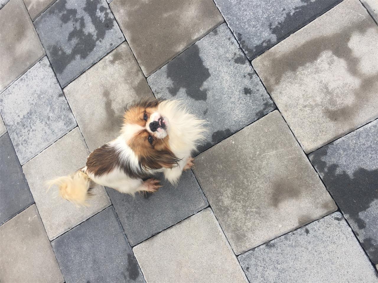 Bubi
