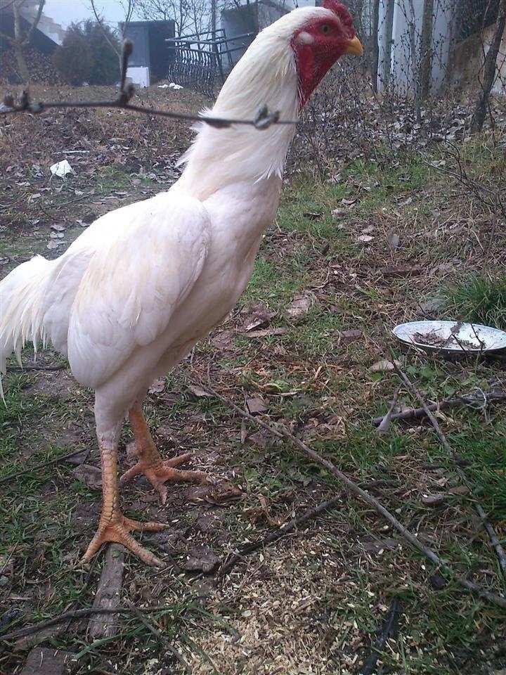 Gjeli