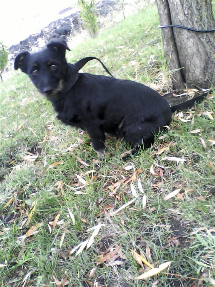 terrier-