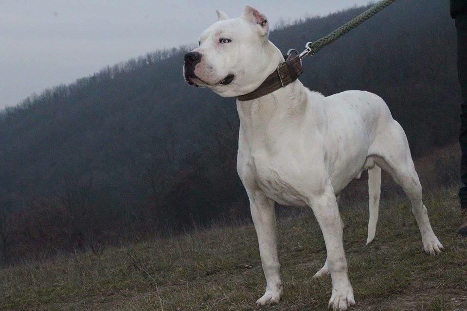 Dogo-Argentino