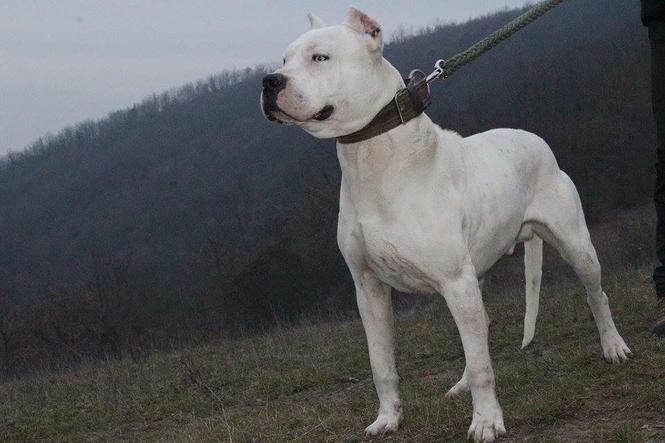 Dogo Argentino