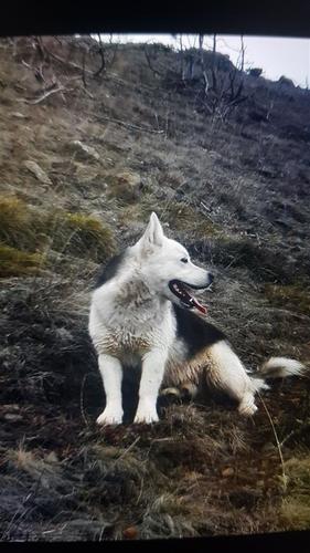 Hasky