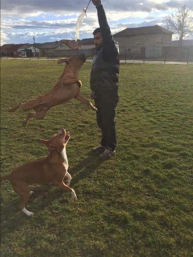 Pitbulla