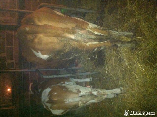 Lope-