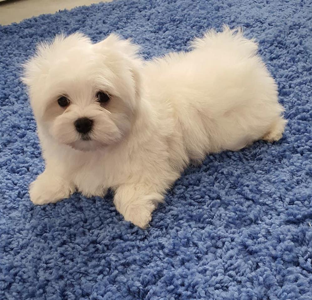 Maltezer