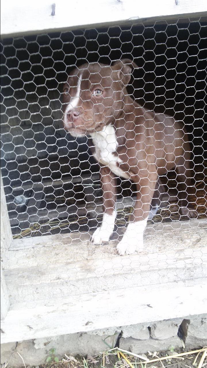 Pitbull