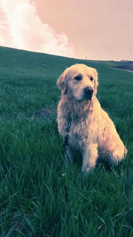 Llabrador